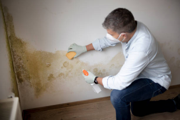 Best Basement Mold Removal  in Fanning Springs, FL