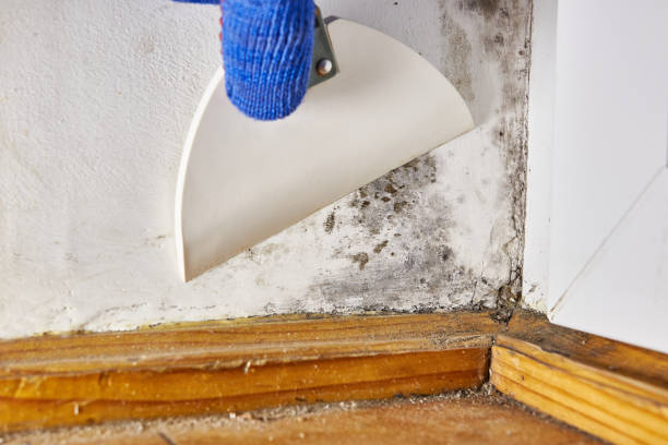 Best Indoor Air Quality Assessment  in Fanning Springs, FL